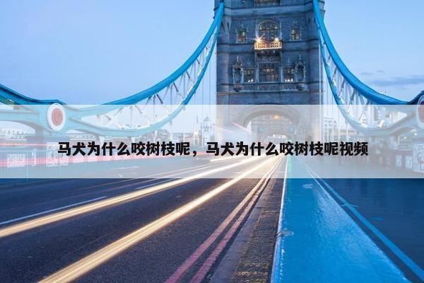 马犬为什么咬树枝呢，马犬为什么咬树枝呢视频