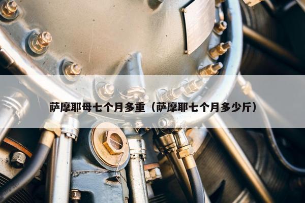 萨摩耶母七个月多重（萨摩耶七个月多少斤）