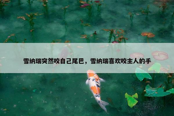 雪纳瑞突然咬自己尾巴，雪纳瑞喜欢咬主人的手