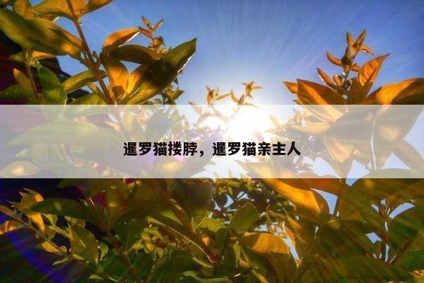 暹罗猫搂脖，暹罗猫亲主人