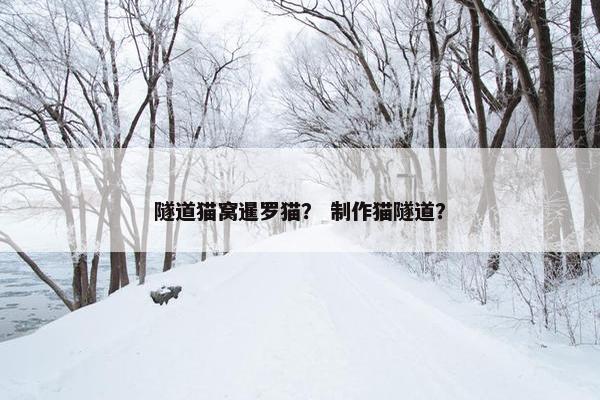 隧道猫窝暹罗猫？ 制作猫隧道？