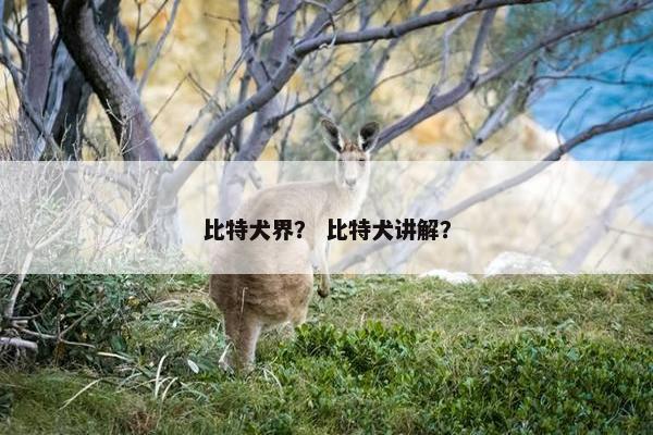 比特犬界？ 比特犬讲解？