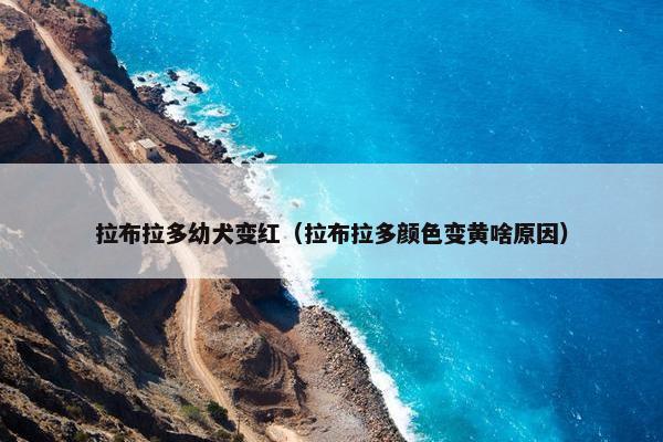 拉布拉多幼犬变红（拉布拉多颜色变黄啥原因）