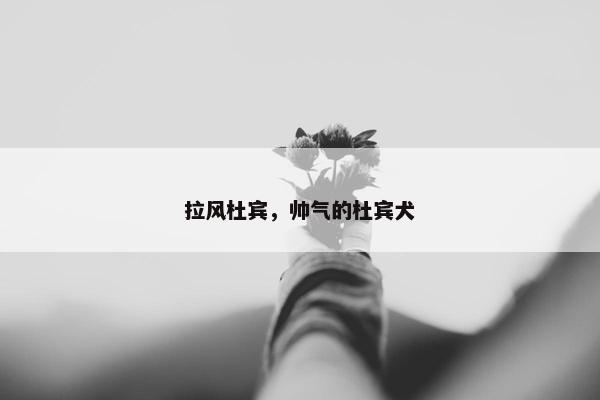 拉风杜宾，帅气的杜宾犬