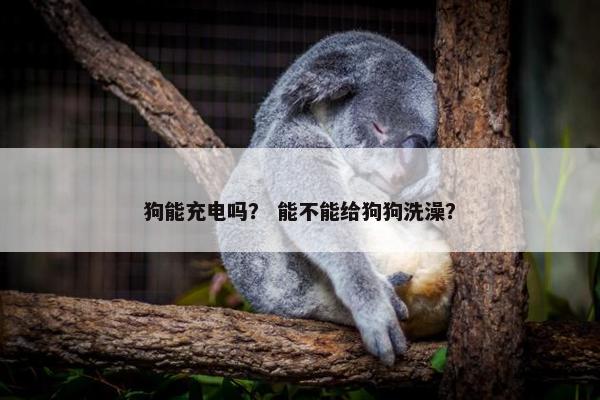 狗能充电吗？ 能不能给狗狗洗澡？