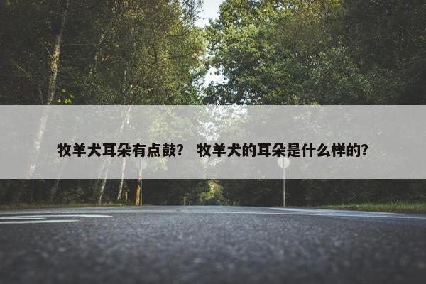 牧羊犬耳朵有点鼓？ 牧羊犬的耳朵是什么样的？