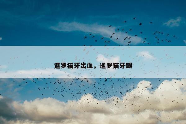 暹罗猫牙出血，暹罗猫牙龈