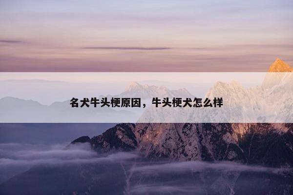 名犬牛头梗原因，牛头梗犬怎么样