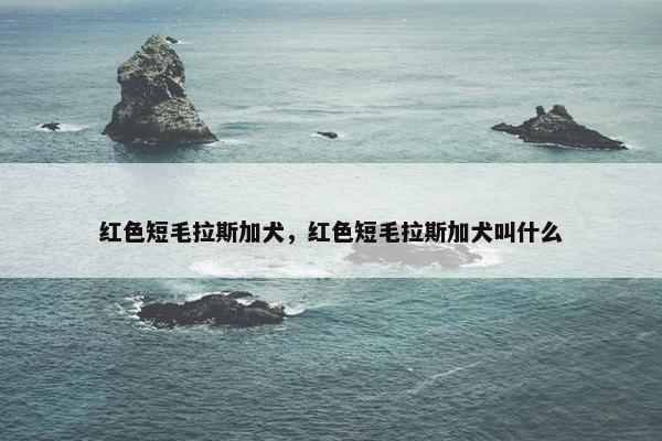 红色短毛拉斯加犬，红色短毛拉斯加犬叫什么