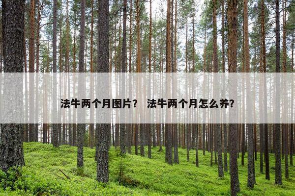 法牛两个月图片？ 法牛两个月怎么养？