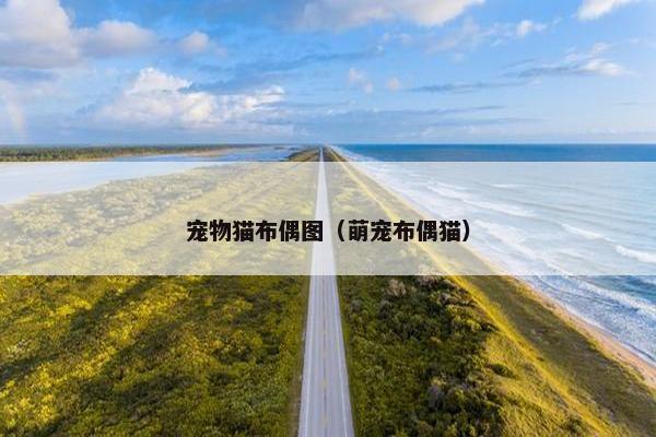 宠物猫布偶图（萌宠布偶猫）