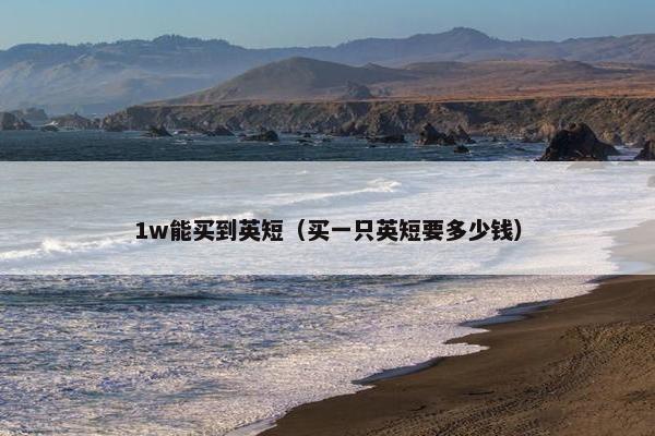 1w能买到英短（买一只英短要多少钱）