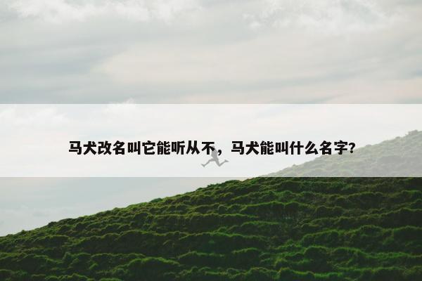 马犬改名叫它能听从不，马犬能叫什么名字?