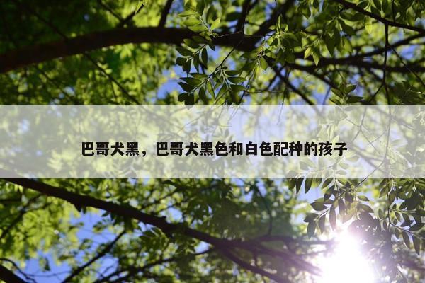 巴哥犬黑，巴哥犬黑色和白色配种的孩子