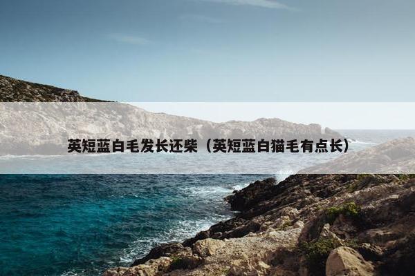 英短蓝白毛发长还柴（英短蓝白猫毛有点长）