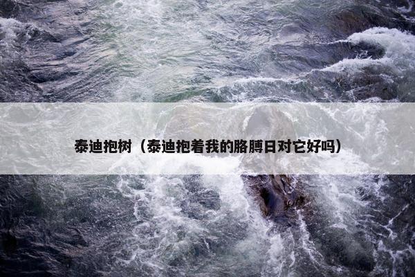 泰迪抱树（泰迪抱着我的胳膊日对它好吗）