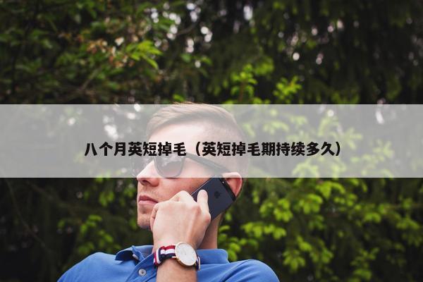 八个月英短掉毛（英短掉毛期持续多久）