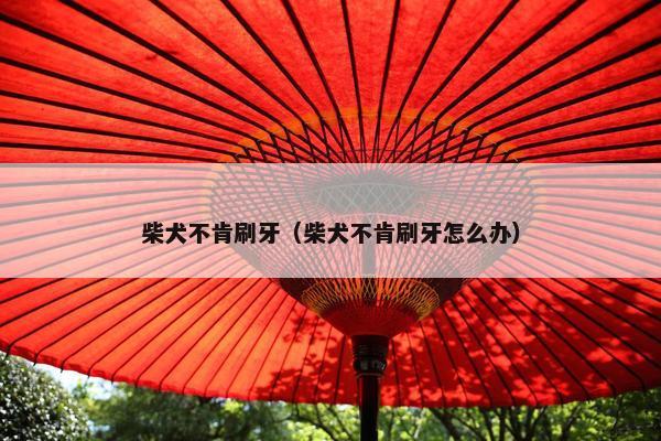 柴犬不肯刷牙（柴犬不肯刷牙怎么办）