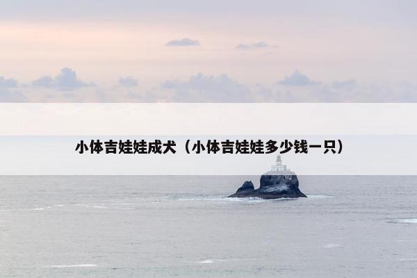 小体吉娃娃成犬（小体吉娃娃多少钱一只）