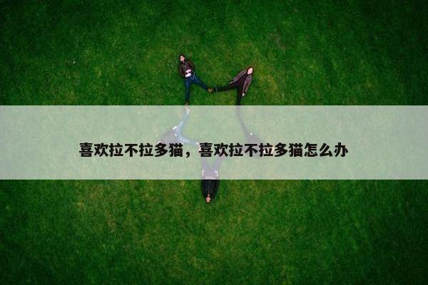 喜欢拉不拉多猫，喜欢拉不拉多猫怎么办