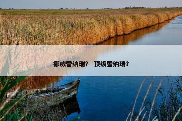 挪威雪纳瑞？ 顶级雪纳瑞？