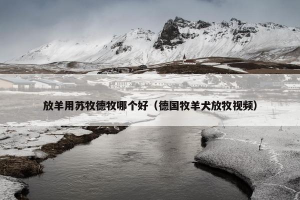 放羊用苏牧德牧哪个好（德国牧羊犬放牧视频）