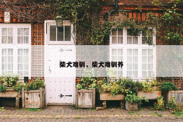 柴犬难驯，柴犬难驯养