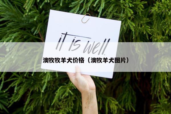 澳牧牧羊犬价格（澳牧羊犬图片）