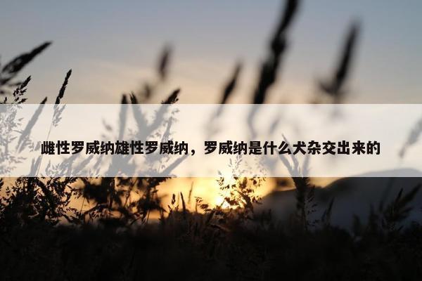 雌性罗威纳雄性罗威纳，罗威纳是什么犬杂交出来的