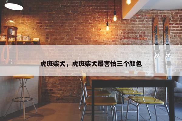 虎斑柴犬，虎斑柴犬最害怕三个颜色