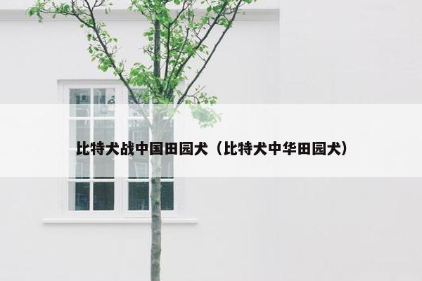 比特犬战中国田园犬（比特犬中华田园犬）