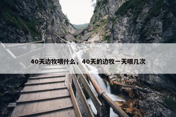 40天边牧喂什么，40天的边牧一天喂几次