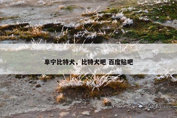 阜宁比特犬，比特犬吧 百度贴吧