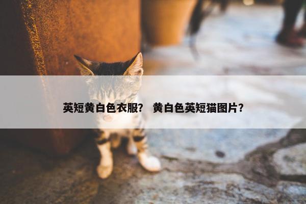 英短黄白色衣服？ 黄白色英短猫图片？