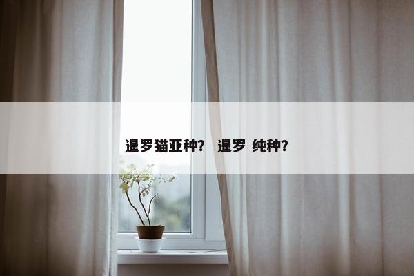 暹罗猫亚种？ 暹罗 纯种？