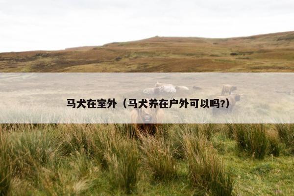 马犬在室外（马犬养在户外可以吗?）