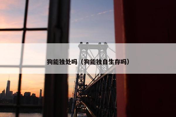 狗能独处吗（狗能独自生存吗）
