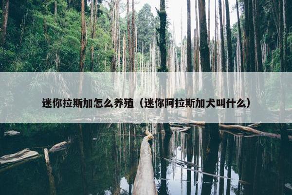 迷你拉斯加怎么养殖（迷你阿拉斯加犬叫什么）