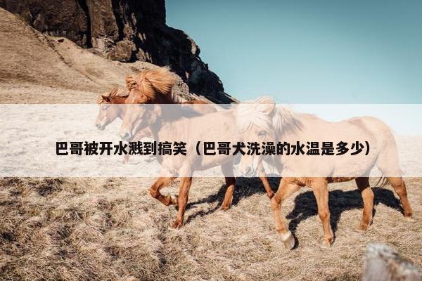 巴哥被开水溅到搞笑（巴哥犬洗澡的水温是多少）