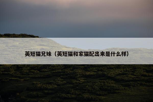 英短猫兄妹（英短猫和家猫配出来是什么样）