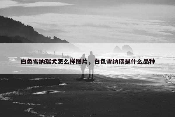 白色雪纳瑞犬怎么样图片，白色雪纳瑞是什么品种