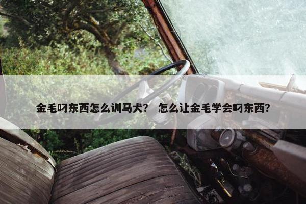 金毛叼东西怎么训马犬？ 怎么让金毛学会叼东西？