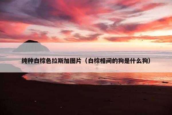 纯种白棕色拉斯加图片（白棕相间的狗是什么狗）