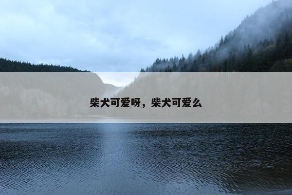 柴犬可爱呀，柴犬可爱么