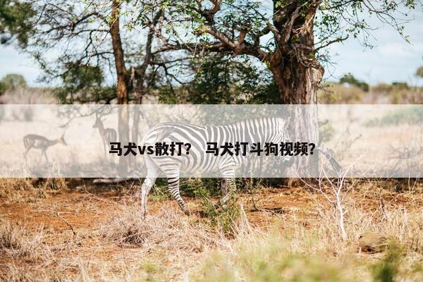 马犬vs散打？ 马犬打斗狗视频？