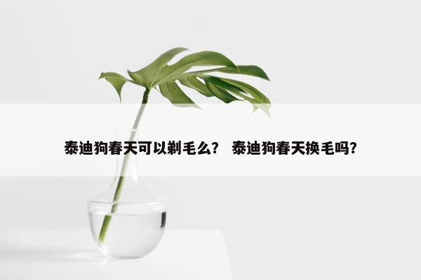 泰迪狗春天可以剃毛么？ 泰迪狗春天换毛吗？
