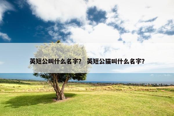 英短公叫什么名字？ 英短公猫叫什么名字？
