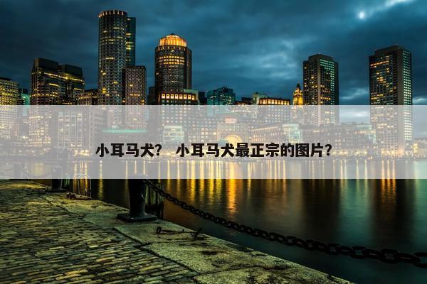 小耳马犬？ 小耳马犬最正宗的图片？