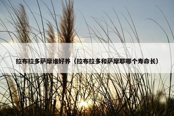 拉布拉多萨摩谁好养（拉布拉多和萨摩耶哪个寿命长）