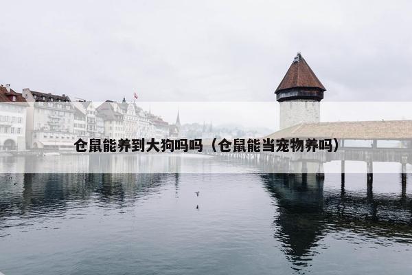 仓鼠能养到大狗吗吗（仓鼠能当宠物养吗）
